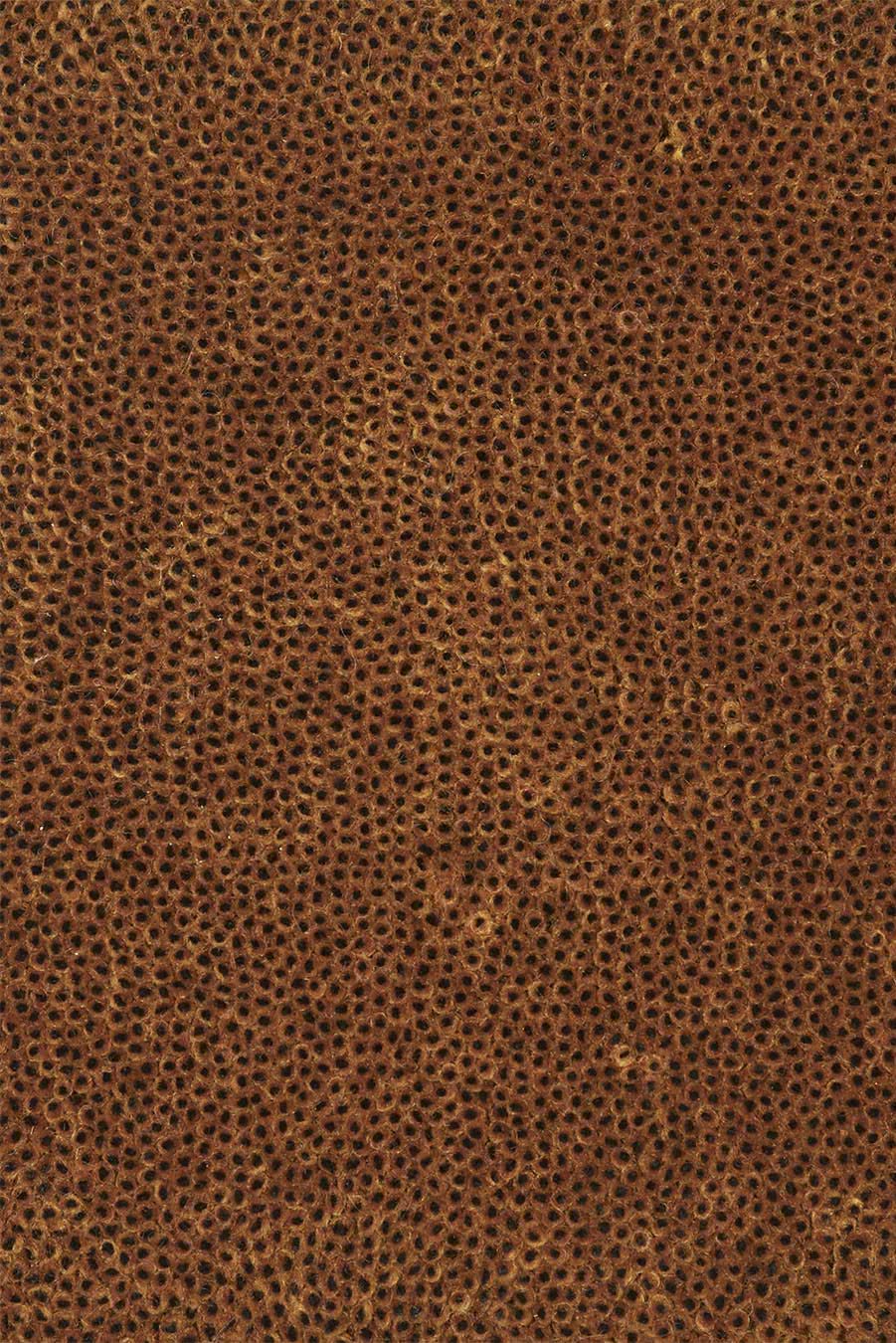 Close up view of textured Coral Cut Pile rug in brown colour
